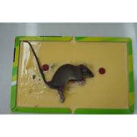 فرمول تولید چسب تله موش